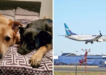 شركة طيران WestJet